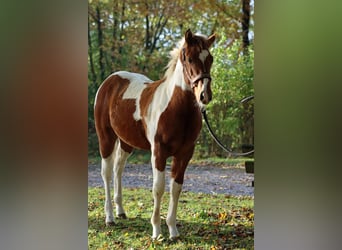 Paint-häst, Hingst, 1 år, 152 cm, Tobiano-skäck-alla-färger