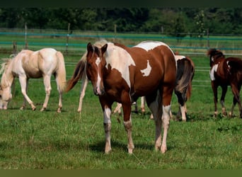 Paint-häst, Hingst, 1 år, 152 cm, Tobiano-skäck-alla-färger