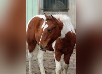 Paint-häst, Hingst, 1 år, 152 cm, Tobiano-skäck-alla-färger