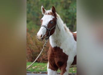 Paint-häst, Hingst, 1 år, 152 cm, Tovero-skäck-alla-färger