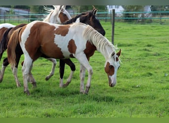 Paint-häst, Hingst, 1 år, 152 cm, Tovero-skäck-alla-färger