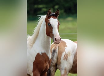 Paint-häst, Hingst, 1 år, 152 cm, Tovero-skäck-alla-färger