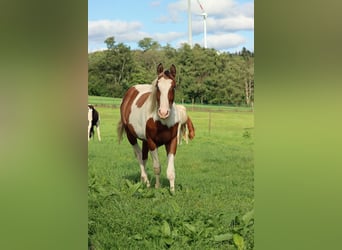 Paint-häst, Hingst, 1 år, 152 cm, Tovero-skäck-alla-färger