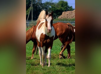 Paint-häst, Hingst, 1 år, 152 cm, Tovero-skäck-alla-färger