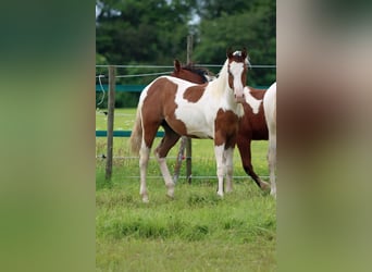 Paint-häst, Hingst, 1 år, 152 cm, Tovero-skäck-alla-färger