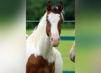 Paint-häst, Hingst, 1 år, 152 cm, Tovero-skäck-alla-färger