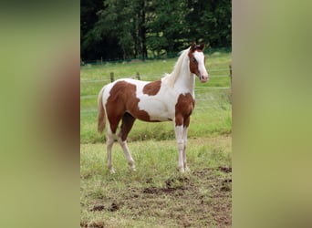 Paint-häst, Hingst, 1 år, 152 cm, Tovero-skäck-alla-färger