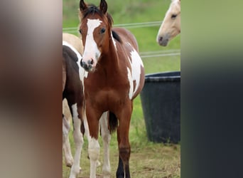 Paint-häst, Hingst, 1 år, 153 cm, Overo-skäck-alla-färger