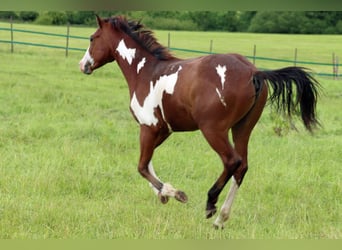 Paint-häst, Hingst, 1 år, 153 cm, Overo-skäck-alla-färger