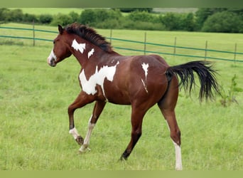 Paint-häst, Hingst, 1 år, 153 cm, Overo-skäck-alla-färger