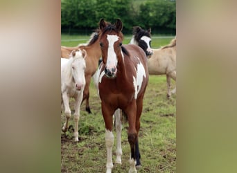 Paint-häst, Hingst, 1 år, 153 cm, Overo-skäck-alla-färger