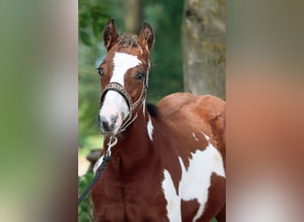 Paint-häst, Hingst, 1 år, 153 cm, Overo-skäck-alla-färger