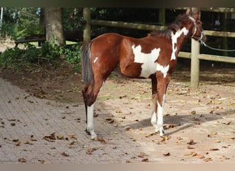 Paint-häst, Hingst, 1 år, 153 cm, Overo-skäck-alla-färger