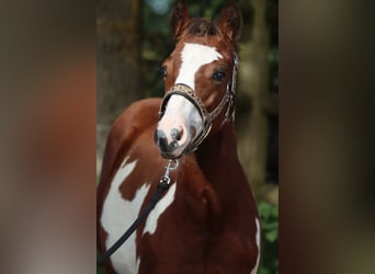 Paint-häst, Hingst, 1 år, 153 cm, Overo-skäck-alla-färger