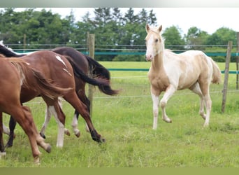 Paint-häst, Hingst, 1 år, 153 cm, Tobiano-skäck-alla-färger