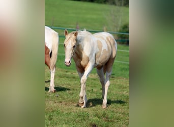 Paint-häst, Hingst, 1 år, 153 cm, Tobiano-skäck-alla-färger