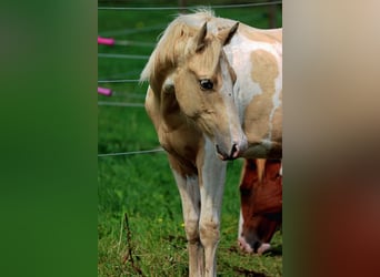 Paint-häst, Hingst, 1 år, 153 cm, Tobiano-skäck-alla-färger