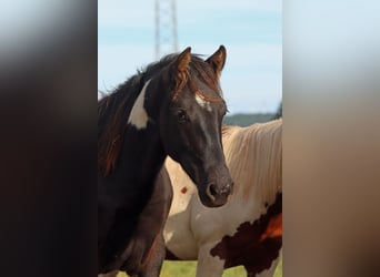 Paint-häst, Hingst, 1 år, 153 cm, Tobiano-skäck-alla-färger