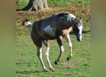 Paint-häst, Hingst, 1 år, 154 cm, Black