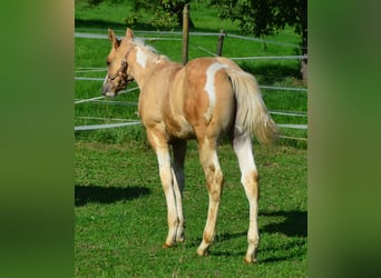 Paint-häst, Hingst, 1 år, 155 cm, Pinto