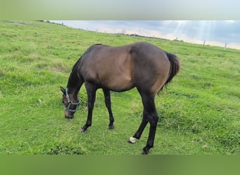 Paint-häst, Hingst, 1 år, 155 cm, Rökfärgad svart