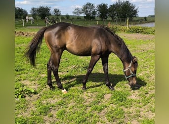 Paint-häst, Hingst, 1 år, 155 cm, Rökfärgad svart