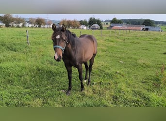 Paint-häst, Hingst, 1 år, 155 cm, Rökfärgad svart