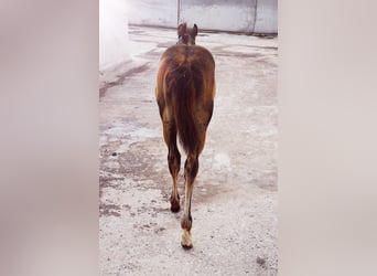 Paint-häst, Hingst, 1 år, 155 cm, Rökfärgad svart