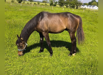 Paint-häst, Hingst, 1 år, 155 cm, Rökfärgad svart