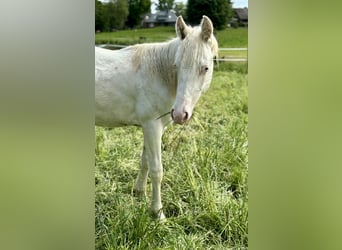 Paint-häst, Hingst, 1 år, 155 cm, Tovero-skäck-alla-färger