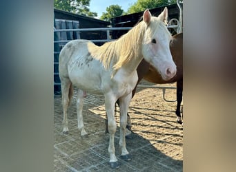 Paint-häst, Hingst, 1 år, 155 cm, Tovero-skäck-alla-färger