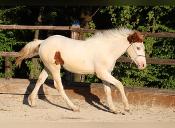 Paint-häst Blandning, Hingst, 1 år, 155 cm, Tovero-skäck-alla-färger