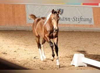 Paint-häst, Hingst, 1 år, 158 cm, Gulbrun