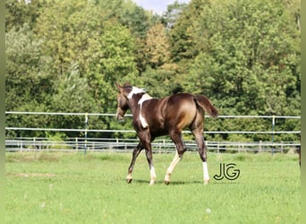 Paint-häst, Hingst, 1 år, 158 cm, Gulbrun