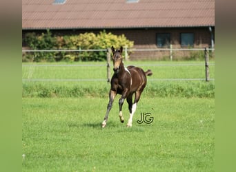 Paint-häst, Hingst, 1 år, 158 cm, Gulbrun