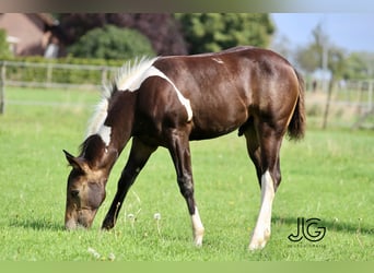 Paint-häst, Hingst, 1 år, 158 cm, Gulbrun