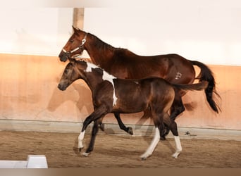 Paint-häst, Hingst, 1 år, 158 cm, Gulbrun