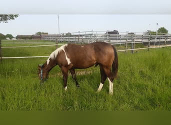 Paint-häst, Hingst, 1 år, 158 cm, Tobiano-skäck-alla-färger