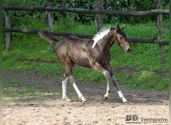 Paint-häst, Hingst, 1 år, 158 cm, Tobiano-skäck-alla-färger