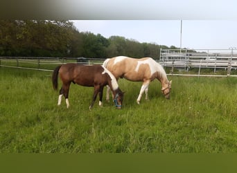 Paint-häst, Hingst, 1 år, 158 cm, Tobiano-skäck-alla-färger