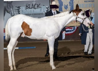 Paint-häst, Hingst, 1 år, 158 cm, Tovero-skäck-alla-färger