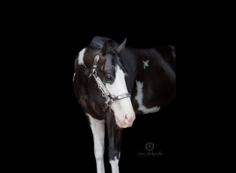 Paint-häst, Hingst, 1 år, 160 cm, Overo-skäck-alla-färger