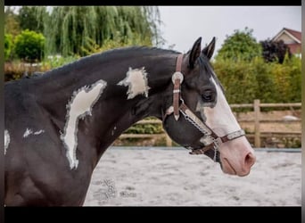 Paint-häst, Hingst, 1 år, 160 cm, Overo-skäck-alla-färger