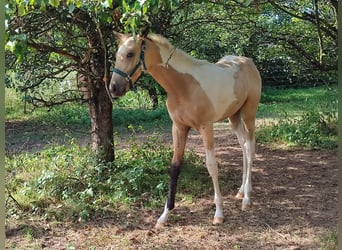 Paint-häst, Hingst, 1 år, 170 cm, Gulbrun