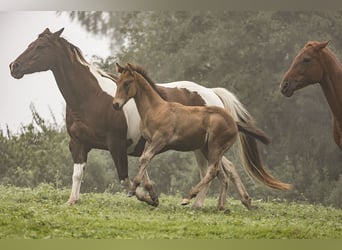 Paint-häst, Hingst, 1 år, Gulbrun