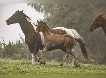 Paint-häst, Hingst, 1 år, Gulbrun