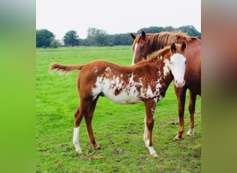 Paint-häst, Hingst, 1 år, Overo-skäck-alla-färger