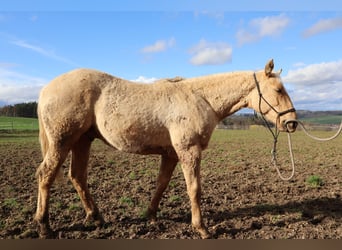 Paint-häst, Hingst, 1 år, Palomino