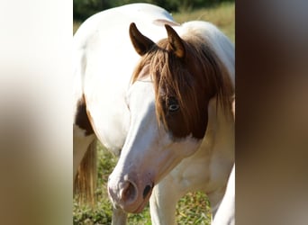 Paint-häst, Hingst, 1 år, Tovero-skäck-alla-färger