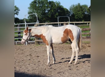 Paint-häst, Hingst, 1 år